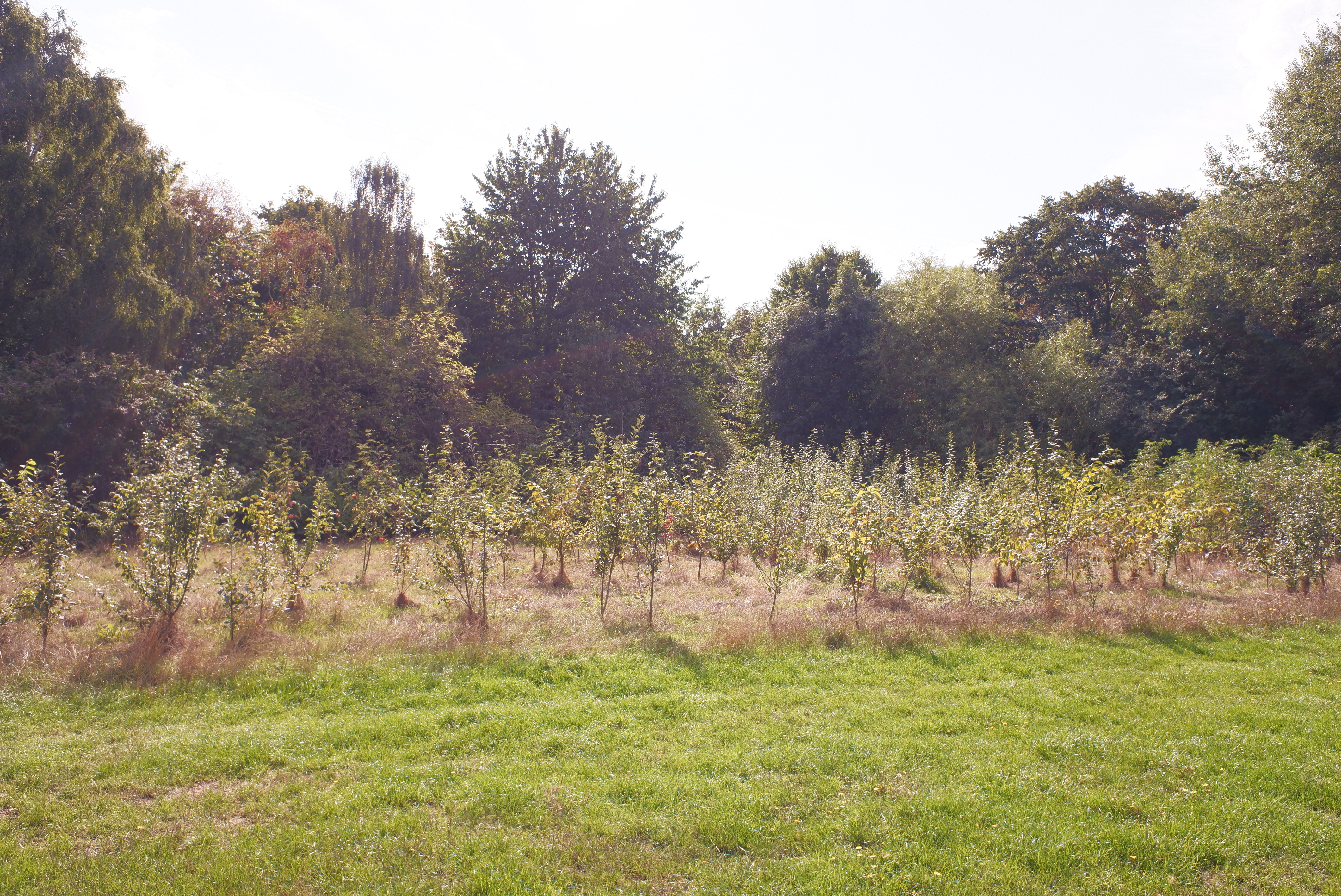 pollinator trail