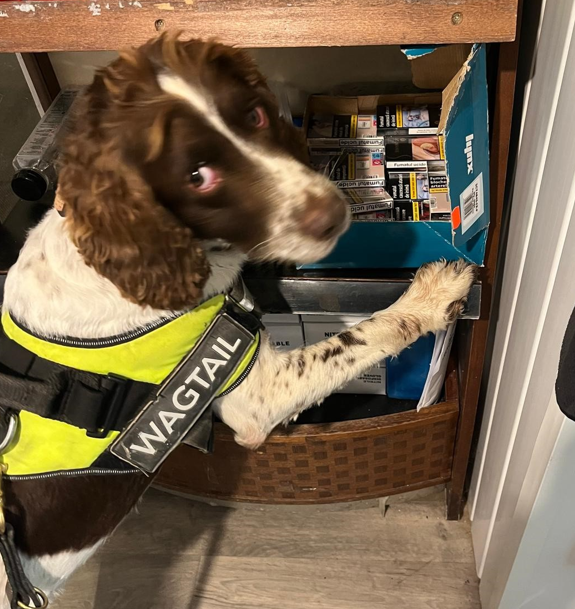 Sniffer dog - trading standards