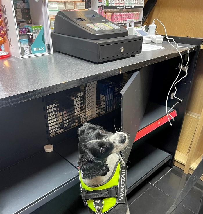 tobacco, detection dogs